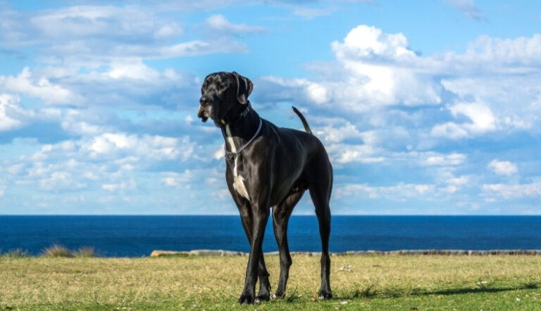 Boyu En Uzun Köpekler Hangileridir? Dünyanın En Uzun Köpek Irkları