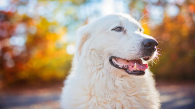 Great Pyrenees Köpek Irkı Özellikleri, Bakımı ve Eğitimi