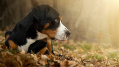 Greater Swiss Mountain Dog Tüm Özellikleri, Genel Bakım ve Sağlık