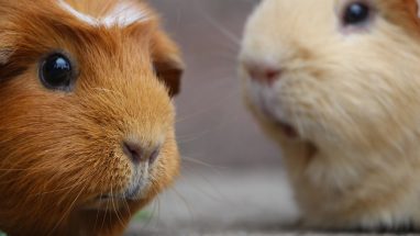 Guinea Pig İshal Nedenleri Nelerdir?