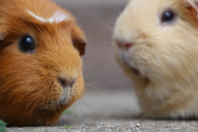 Guinea Pig İshal Nedenleri Nelerdir?