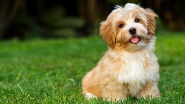 Havanese Terrier Köpek Irkı Tüm Özellikleri, Genel Sağlık ve Bakım