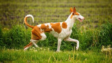 Ibizan Hound Köpek Irkı (İbiza Tazısı) Özellikleri, Bakımı ve Beslenme