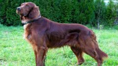 Irish Setter Köpek Irkı Tüm Özellikleri, Genel Bakım ve Sağlık Tüyoları