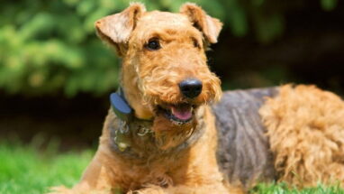 Irish Terrier (İrlanda Teriyeri) Köpek Irkı Özellikleri, Bakımı ve Eğitimi