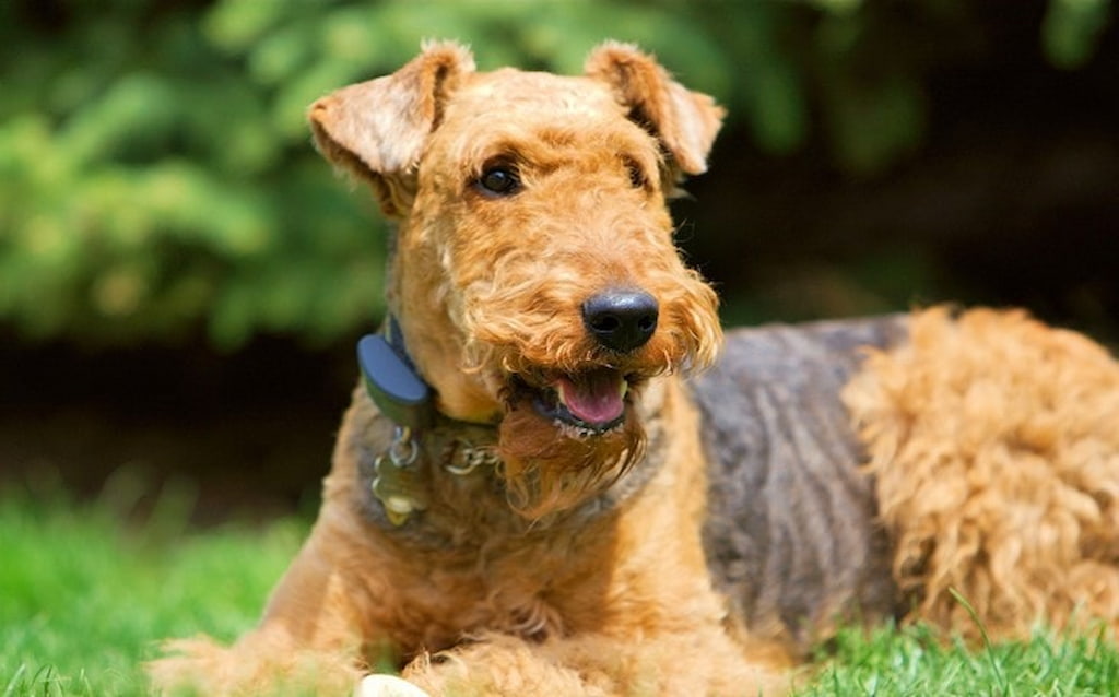 Irish Terrier (İrlanda Teriyeri) Köpek Irkı Özellikleri, Bakımı ve Eğitimi