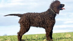 Irish Water Spaniel (İrlanda Su Spanyölü) Köpek Irkı Tüm Özellikleri, Genel Bakım ve Sağlık