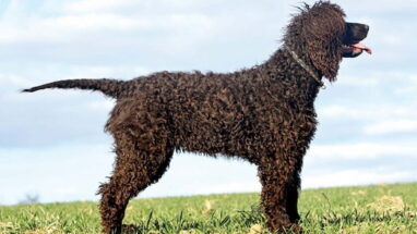 Irish Water Spaniel (İrlanda Su Spanyölü) Köpek Irkı Tüm Özellikleri, Genel Bakım ve Sağlık