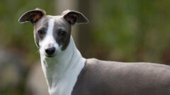 Italian Greyhound (İtalyan Tazısı) Köpek Irkı Tüm Özellikleri, Genel Bakım ve Sağlık
