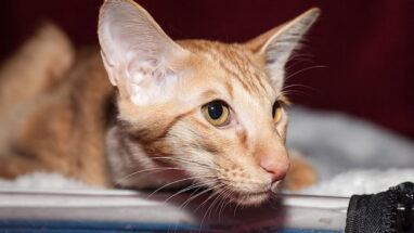 Javanese Kedi Irkı Özellikleri, Bakımı ve Beslenme İhtiyacı