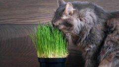 Kedi Çimi Nedir? Nasıl Ekilir?