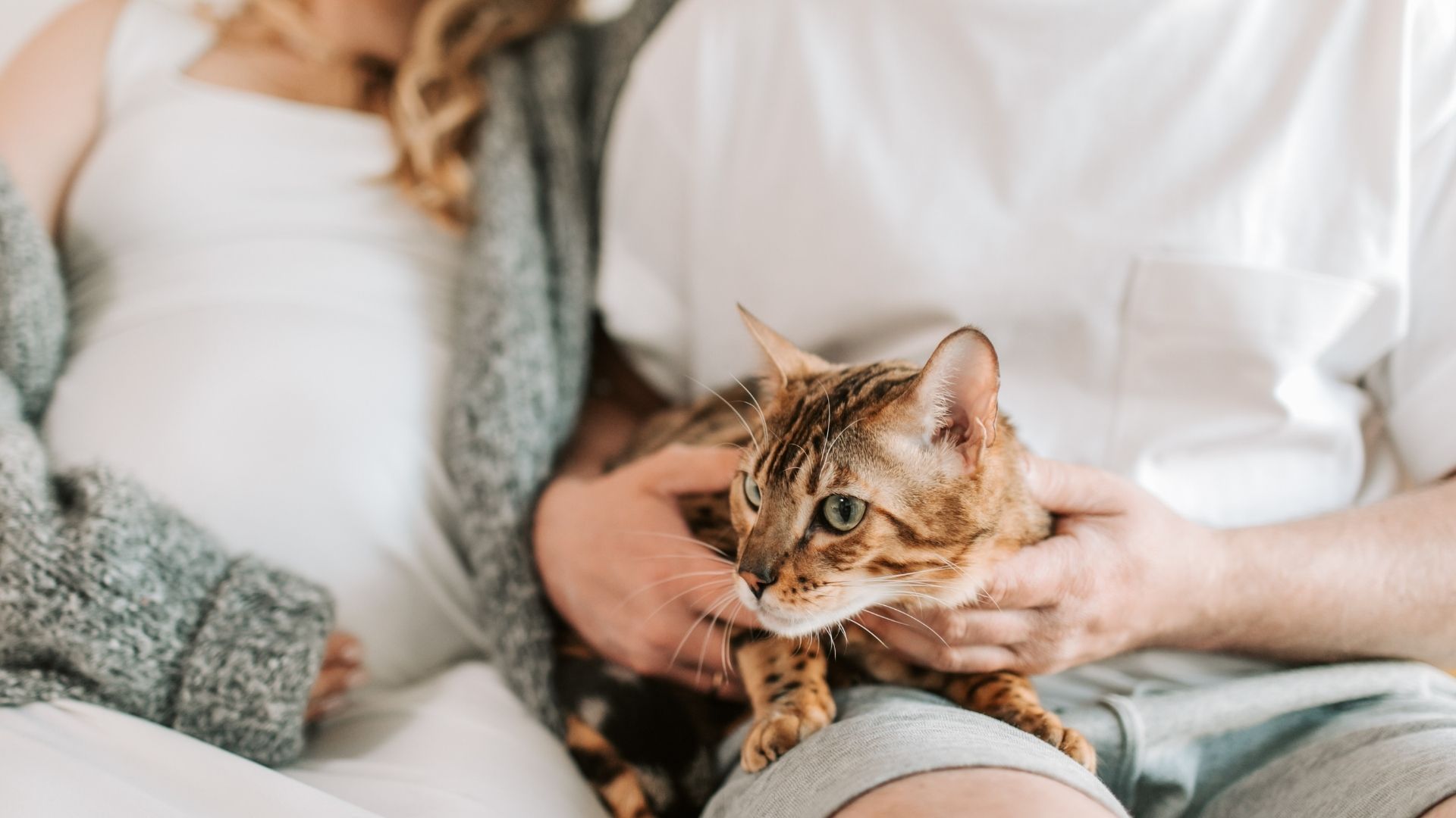 Kedi Alerjisi Zararlı Mıdır?