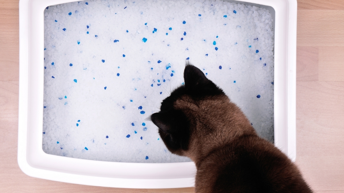 Kedi Kumu Nedir? Nasıl Kullanılır? Kedi Kumu Nedir? Nasıl Kullanılır?