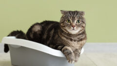 Kedi Kumu Nedir? Nasıl Kullanılır?