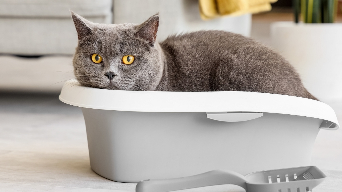 Kedi Kumu Nedir? Nasıl Kullanılır? Kedi Kumu Nedir? Nasıl Kullanılır?