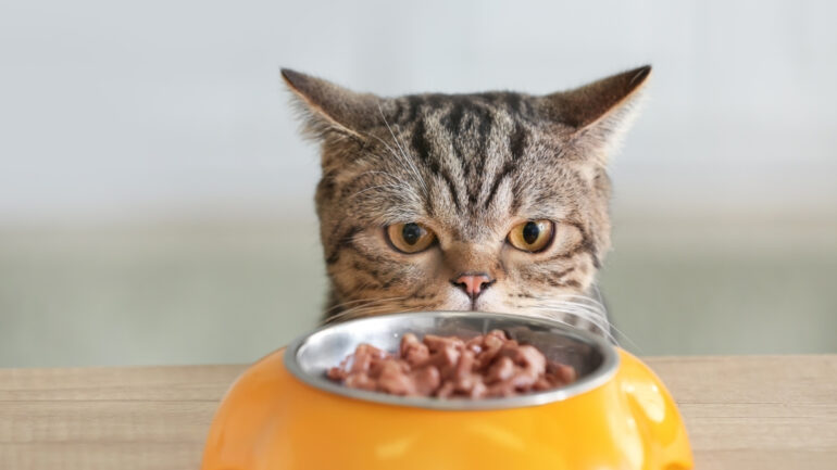 Kedi Mamalarında Balık Etinin Faydaları