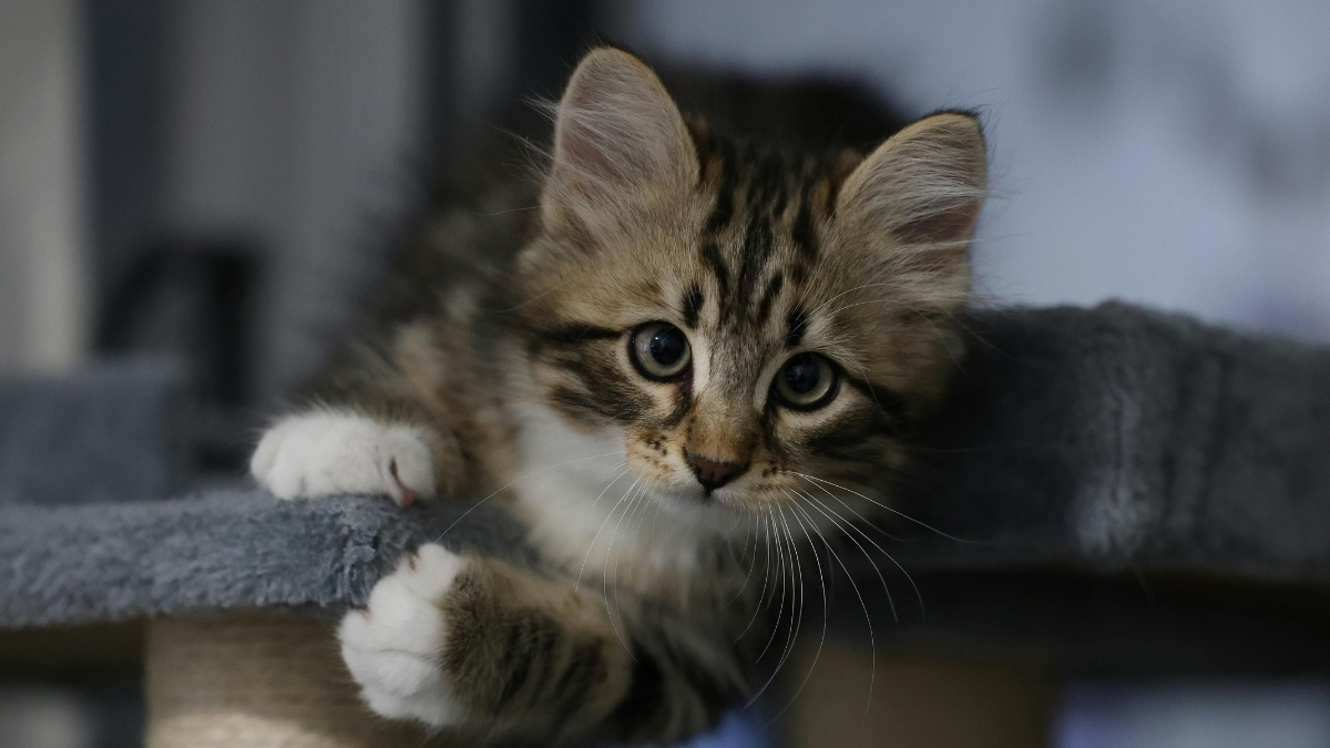 Kedi Sahiplenmeden Önce Dikkat Edilmesi Gerekenler