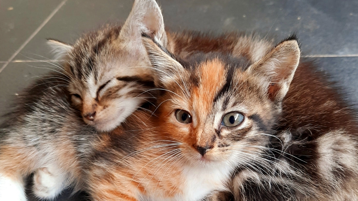 Kedi Sahiplenmeden Önce Dikkat Edilmesi Gerekenler