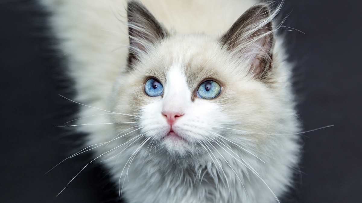 Kedi Sahiplenmeden Önce Dikkat Edilmesi Gerekenler