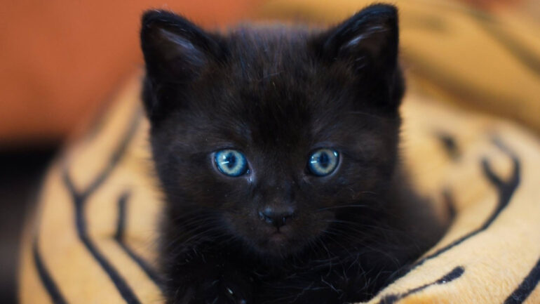 Kedi Sahiplenmeden Önce Dikkat Edilmesi Gerekenler
