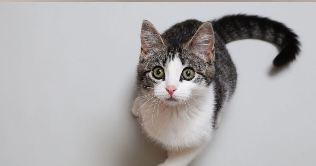 Kedi Sahiplerinin Yaptığı 12 Büyük Hata