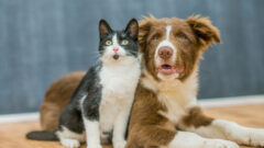 Kedi ve Köpek Birbirlerine Nasıl Alıştırılır?