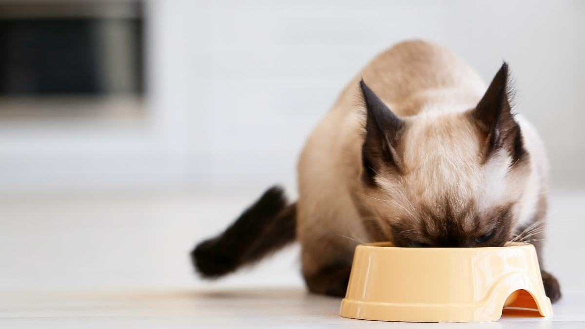 Kedi ve Köpek Mamaları Neden Taze Olmalı?