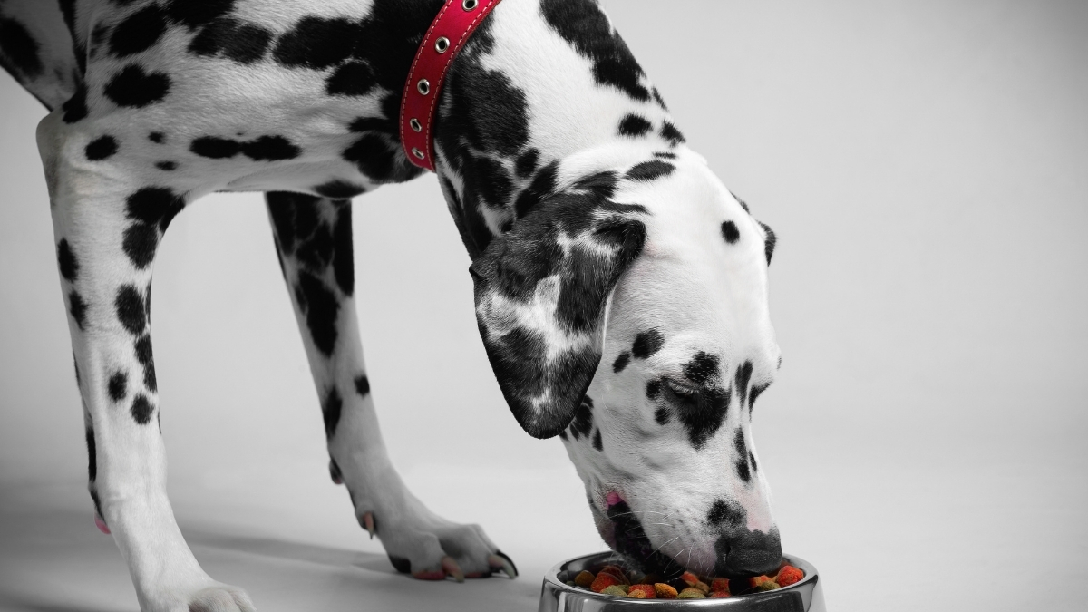 Kedi ve Köpek Mamaları Neden Taze Olmalı?