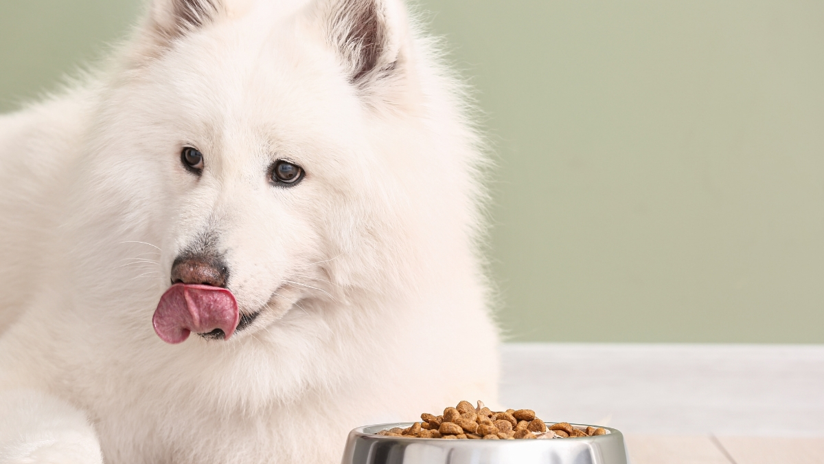 Kedi ve Köpek Mamaları Neden Taze Olmalı?