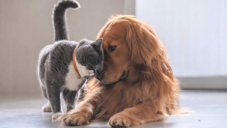 Kedi ve Köpek Mamaları Neden Taze Olmalı?