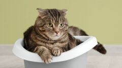 Kediler Kedi Kumuna Nasıl Alıştırılır?