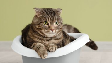 Kediler Kedi Kumuna Nasıl Alıştırılır?
