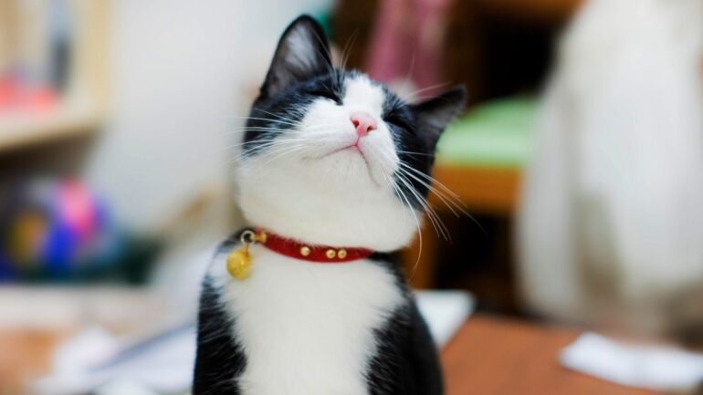 Kediler Kedi Tasmasına Nasıl Alıştırılır? 
