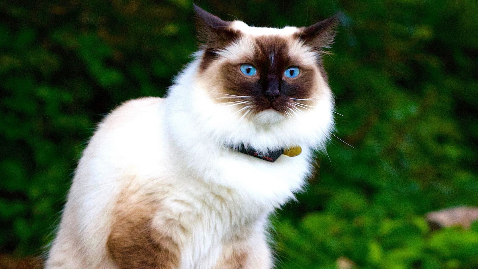 Kediler Kedi Tasmasına Nasıl Alıştırılır? 
