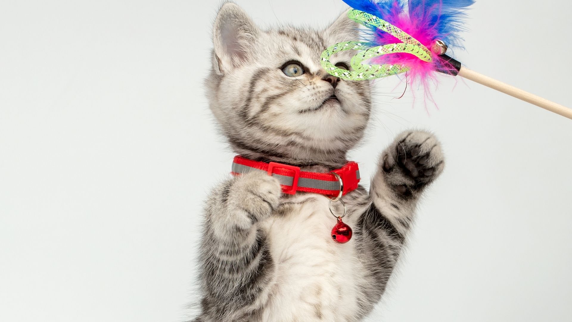 Kediler Kedi Tasmasına Nasıl Alıştırılır? 