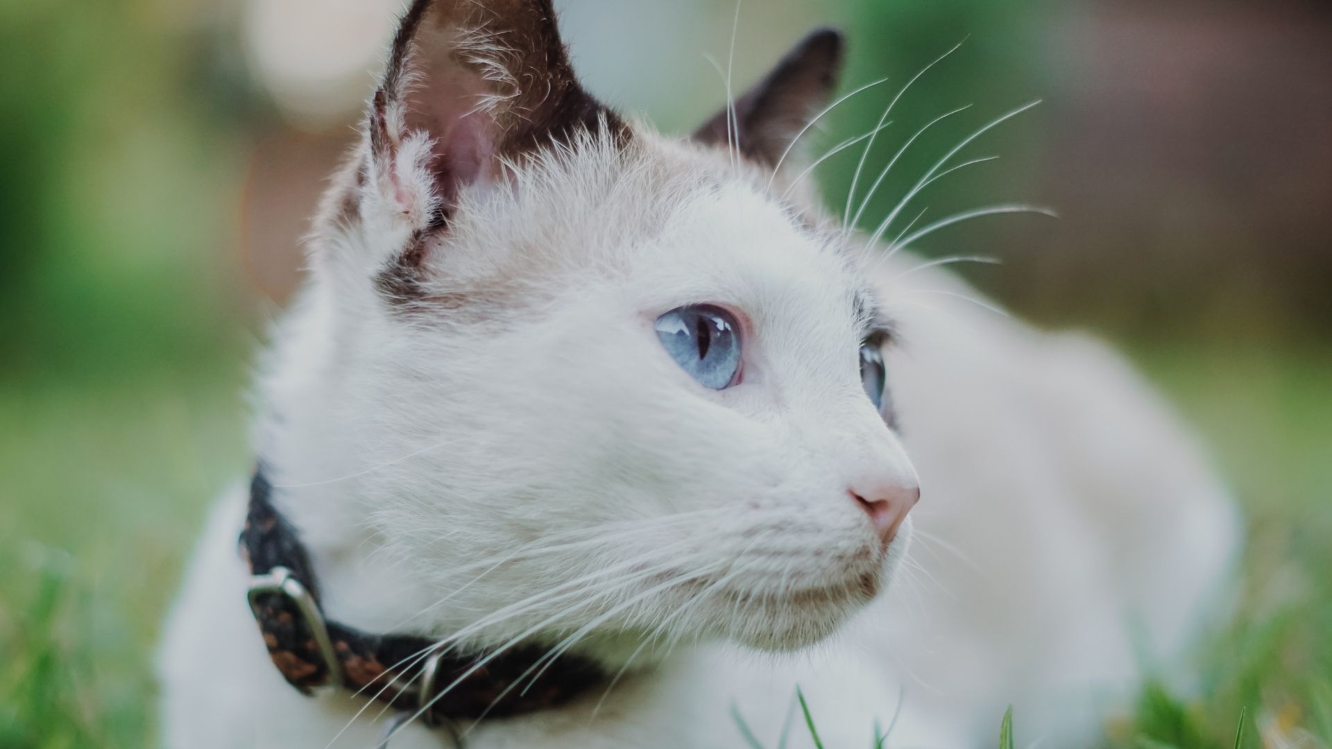Kediler Kedi Tasmasına Nasıl Alıştırılır? 