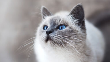 Kedi Alerjisinden Korunma Yolları Nelerdir?