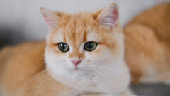 Kedi Davranışları ile İlgili Mitler ve Gerçekler