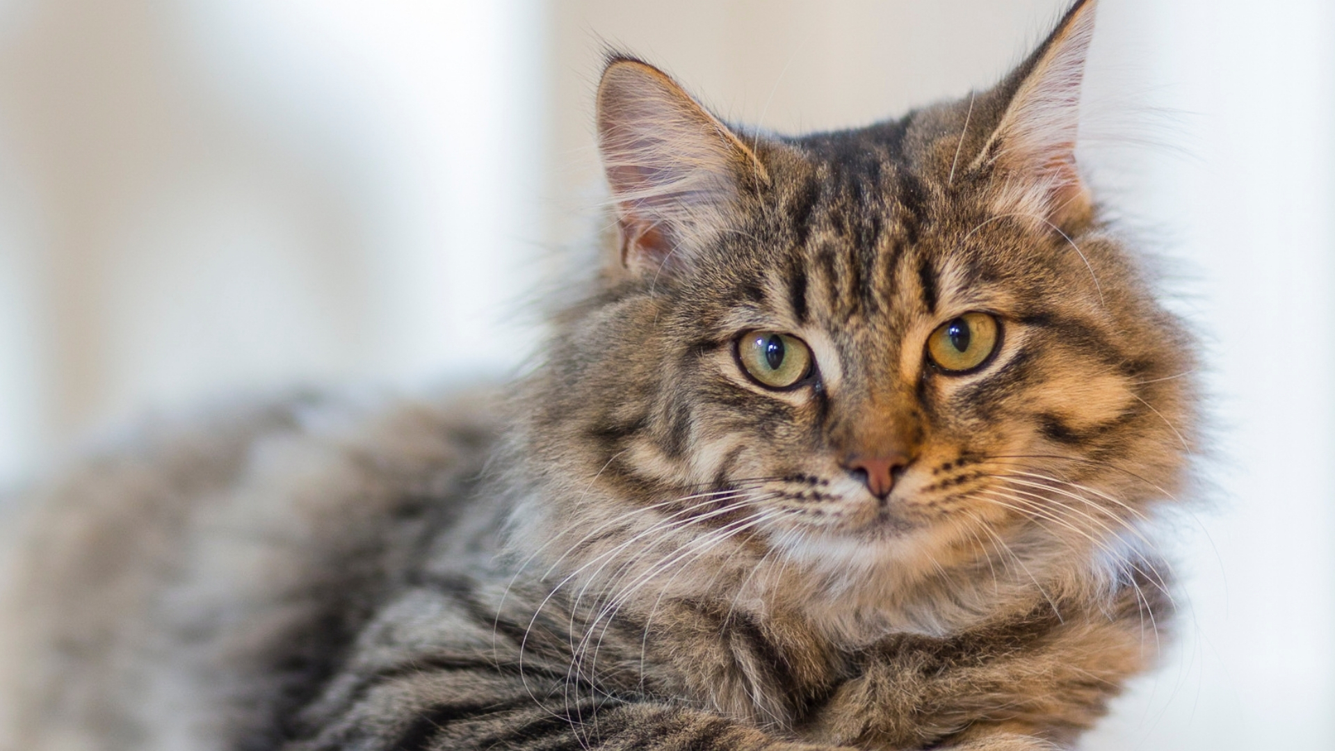 Kedi Davranışları ile İlgili Mitler ve Gerçekler
