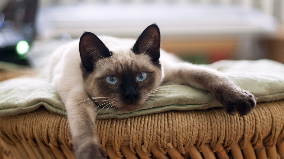 Kedi Davranışları ile İlgili Mitler ve Gerçekler