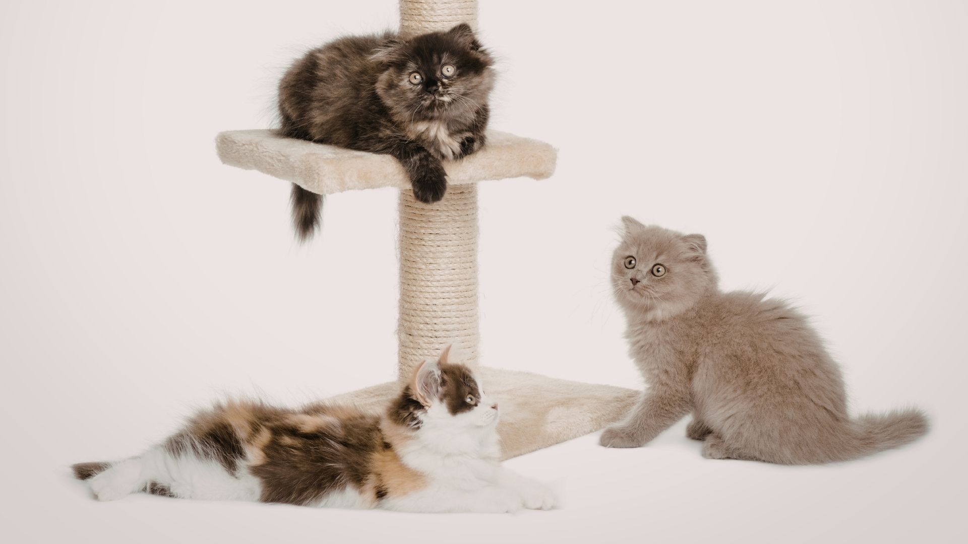 Kedilerin En Sevdiği Kedi Oyuncakları Nelerdir?