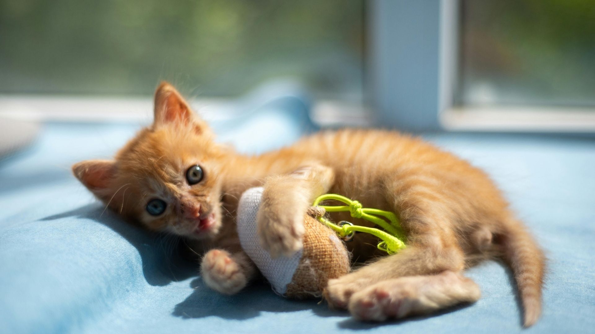 Kedilerin En Sevdiği Kedi Oyuncakları Nelerdir?