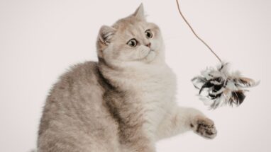 Kedilerin En Sevdiği Kedi Oyuncakları Nelerdir?