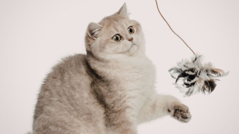 Kedilerin En Sevdiği Kedi Oyuncakları Nelerdir?