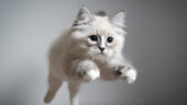 Kedi Eğitiminde 5 Farklı Yaklaşım