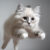 Kedi Eğitiminde 5 Farklı Yaklaşım