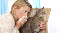 Kedi Alerjisi Nedir? Kedi Tüyü Alerjisi Nasıl Anlaşılır?