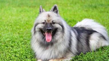 Keeshond Köpek Irkı Tüm Özellikleri, Temel Bakım ve Sağlık Tüyoları