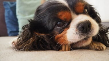 King Charles Spaniel Köpek Irkı Özellikleri, Bakımı ve Beslenme