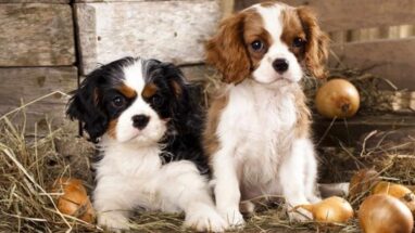 King Charles Spaniel Köpek Irkı Özellikleri ve Bakımı